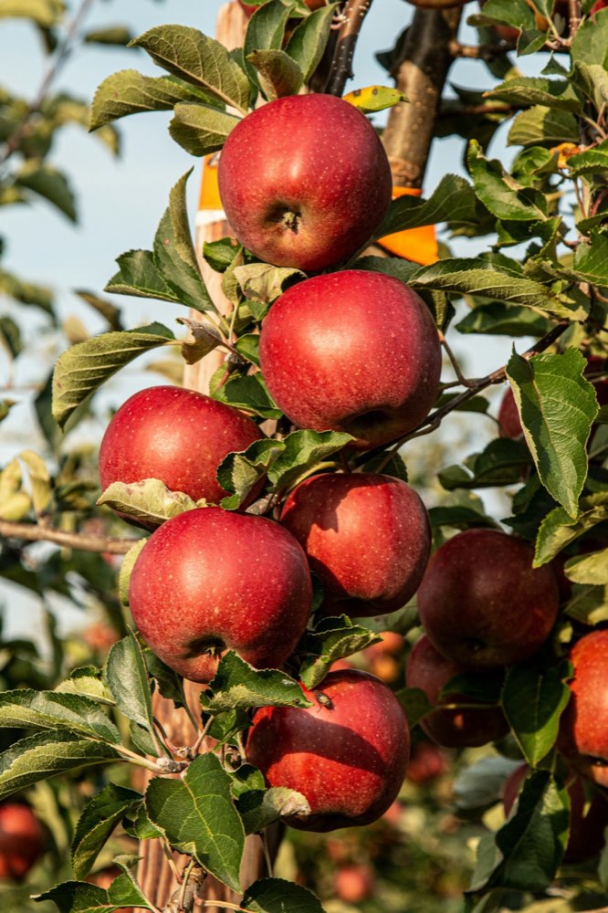 Apples ripening in a Georgian orchard