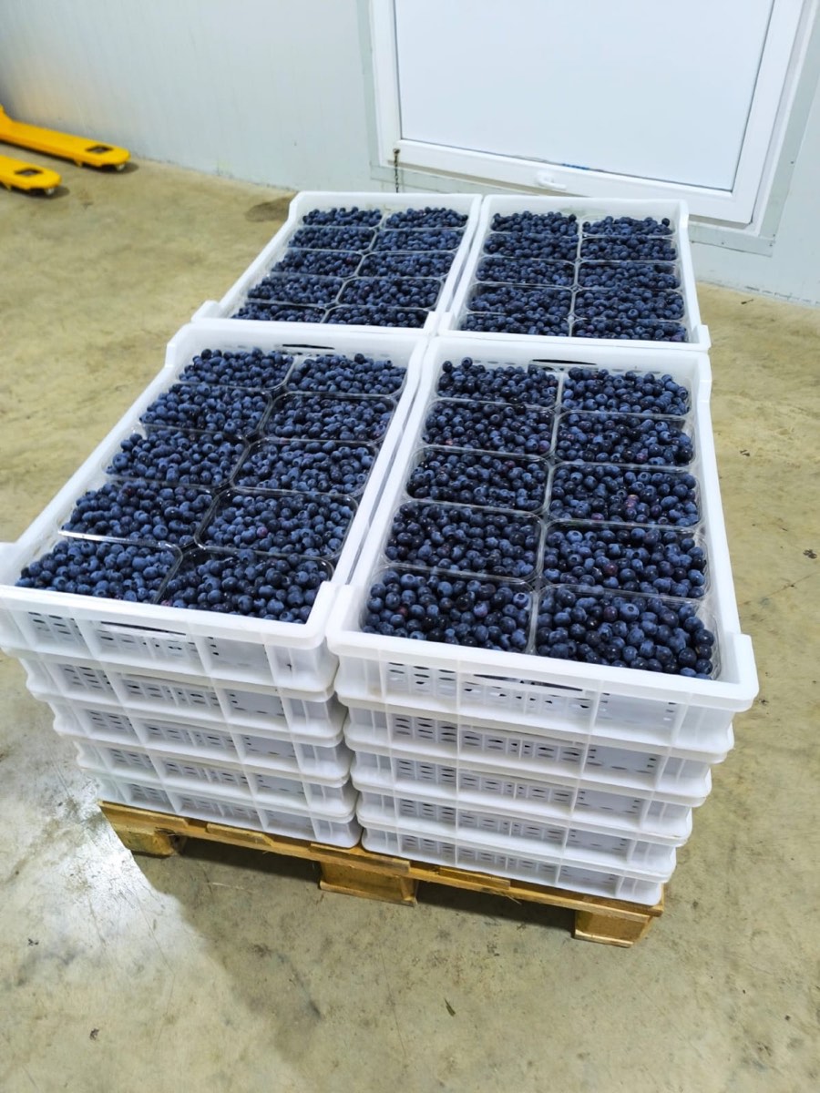 Crates of fresh Georgian blueberries