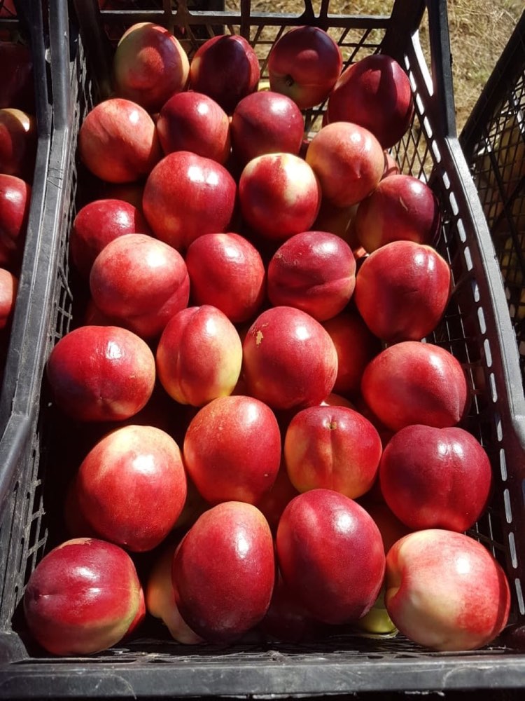 Nectarines packed in an export crate