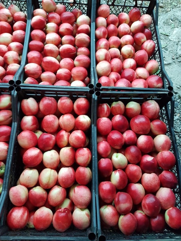 Crates of nectarines ready for loading