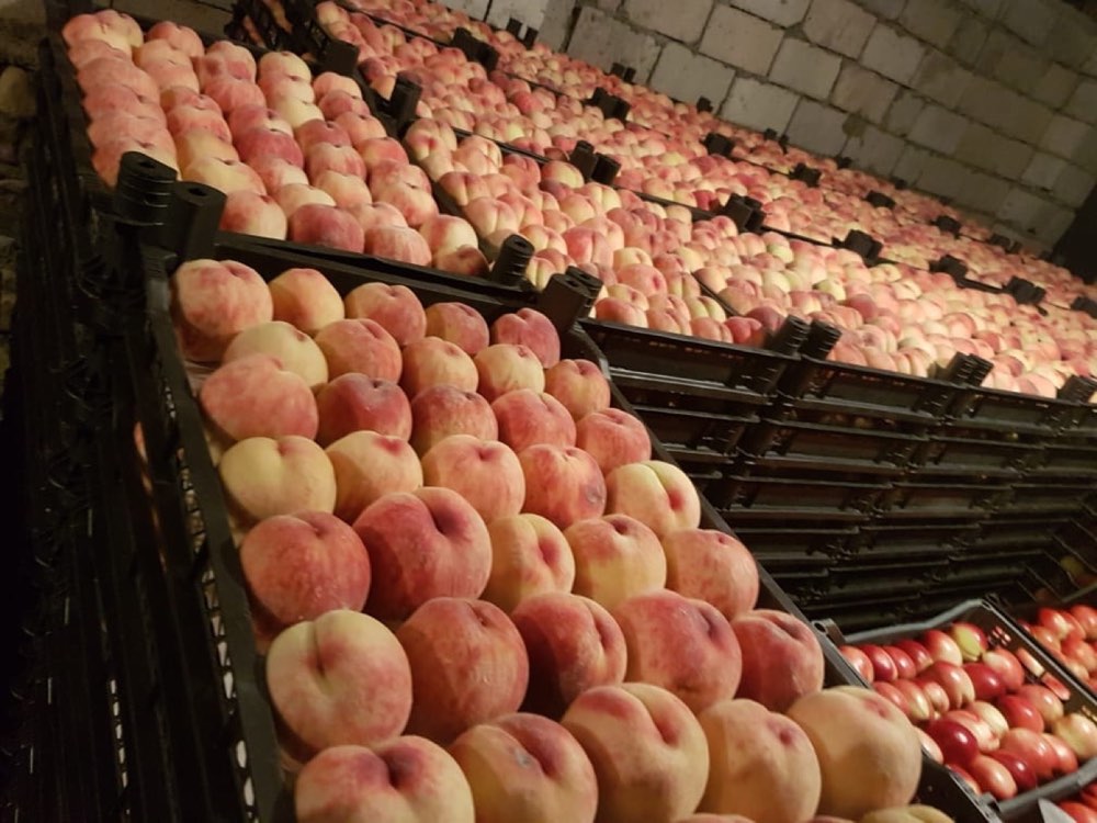 Nectarines in cold storage before shipping