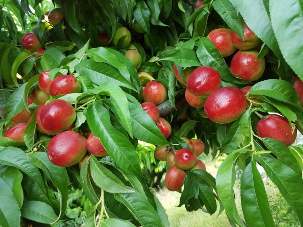 Nectarines ripening on the tree