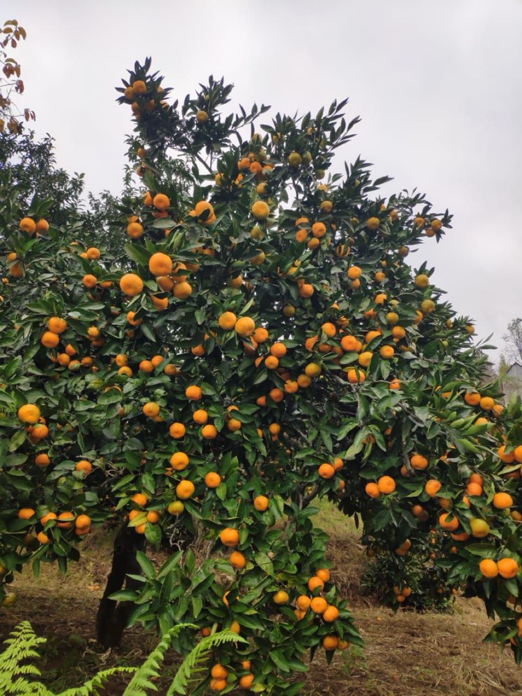 Mandarin orchard in Adjara, Georgia