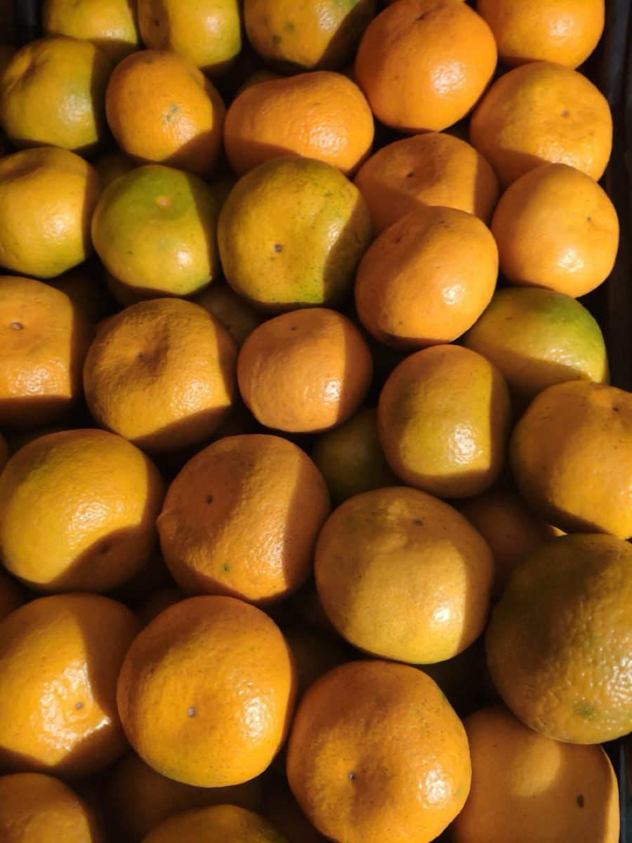 Freshly picked satsuma mandarins in a crate
