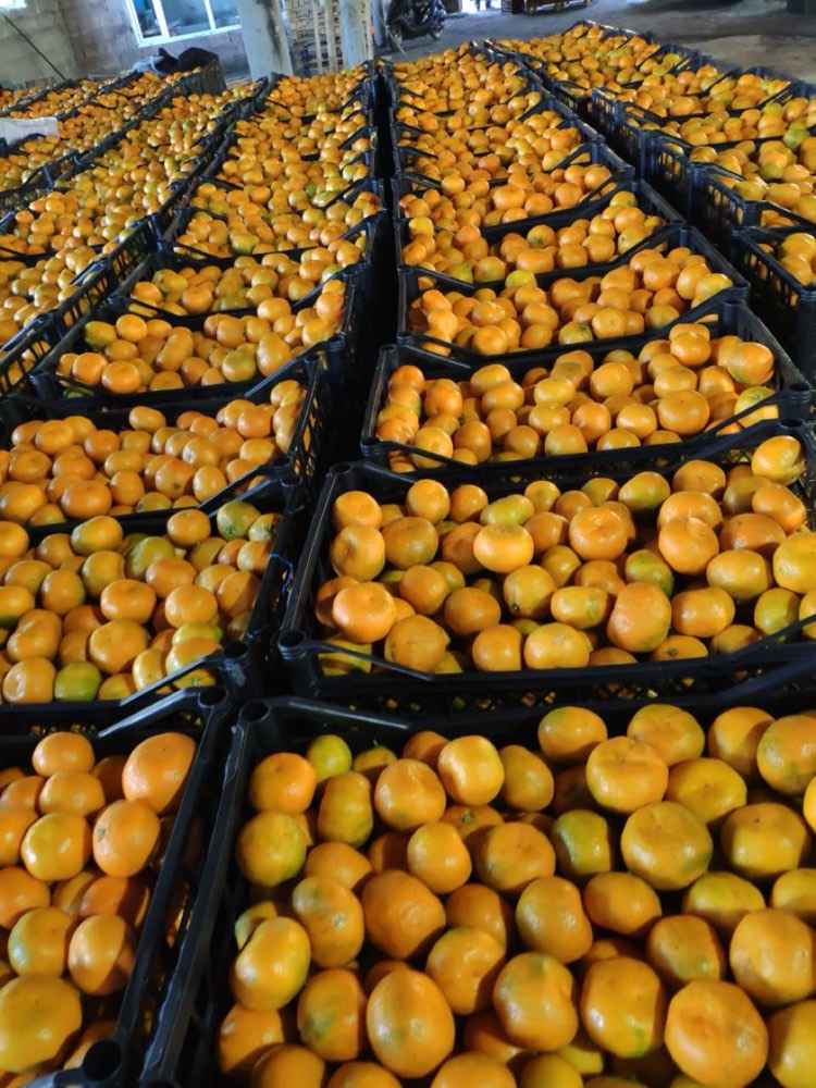 Rows of packed mandarin crates ready for export