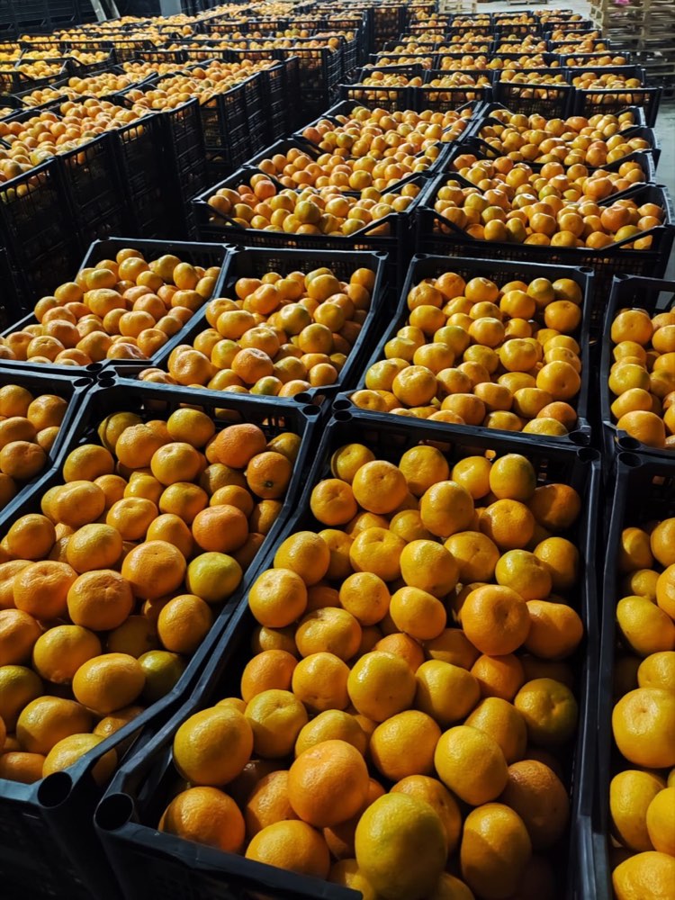 Sorted mandarins in crates at the Jani Life warehouse